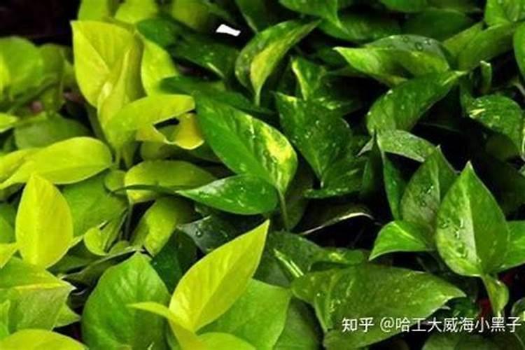 绿萝叶子有白斑是什么原因怎么办