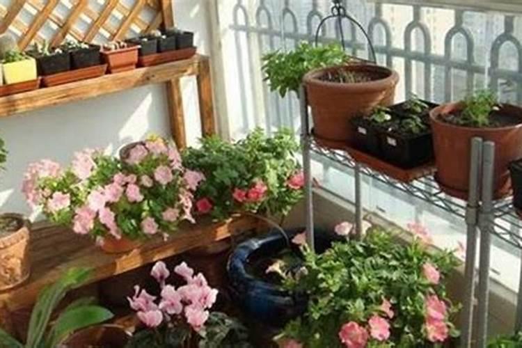 养花氮磷钾用什么比例最好、养花磷钾肥有哪些