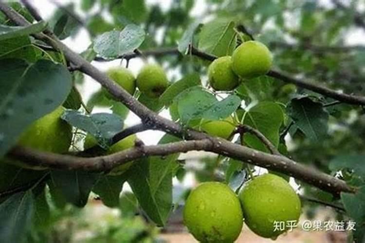 桃树地啥时候用鱼蛋白好