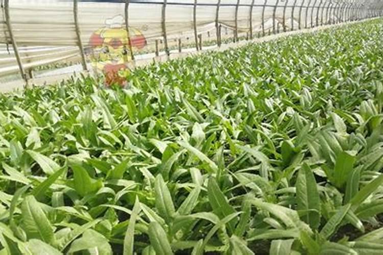 油唛菜怎么种植不爱抽台？