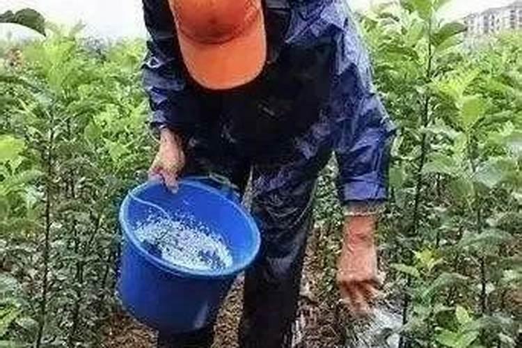 小麦上钾肥多了会怎样？