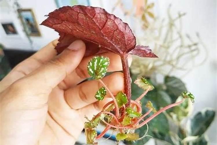 如何培育玫瑰秋海棠并且长势良好？