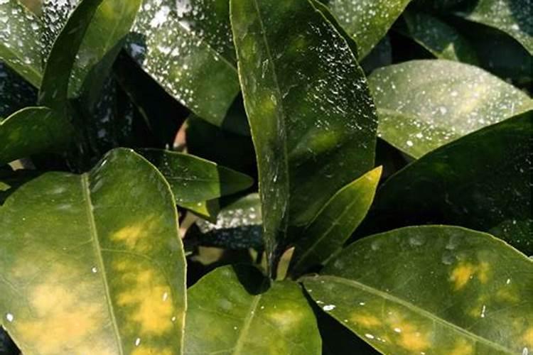 沃柑用什么肥最旺盛