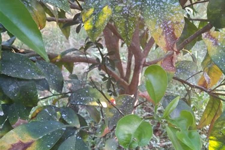 沃柑用什么肥料最好