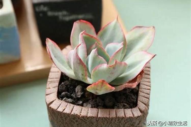 多肉灯泡怎么施肥