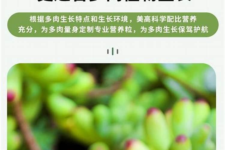 多肉植物钱串怎么养