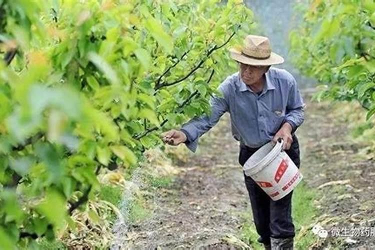 果树种植施肥有哪些注意事项？果树什么时候用肥长得快？