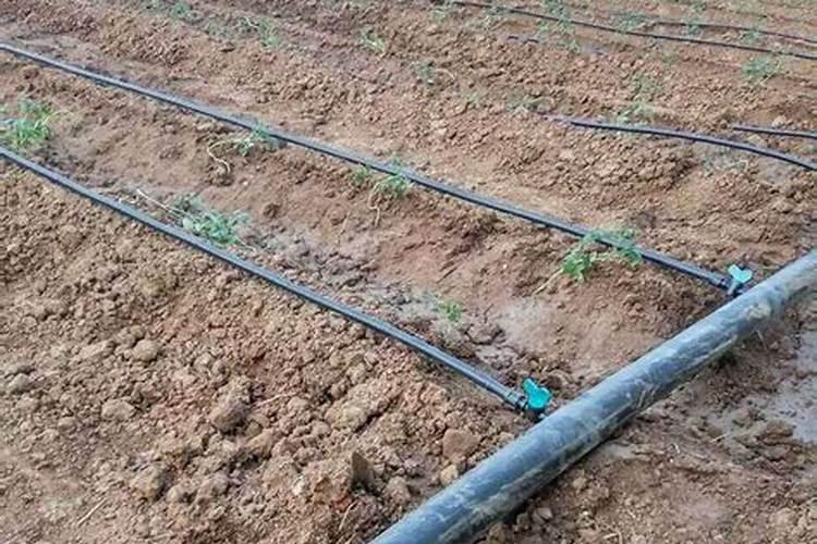 玉米610叶期管理