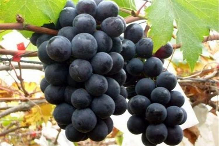 巨峰葡萄高效种植注意管理事项