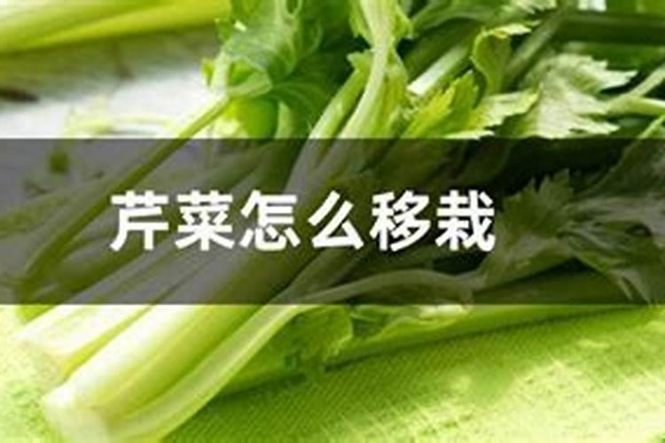 芹菜移栽后多少天可以施肥 芹菜移栽后多少天能施肥