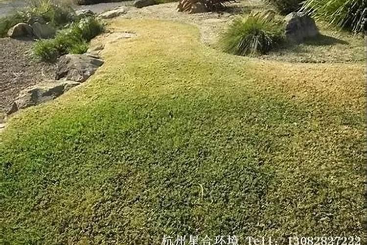 小区绿化草坪下什么肥怎样下