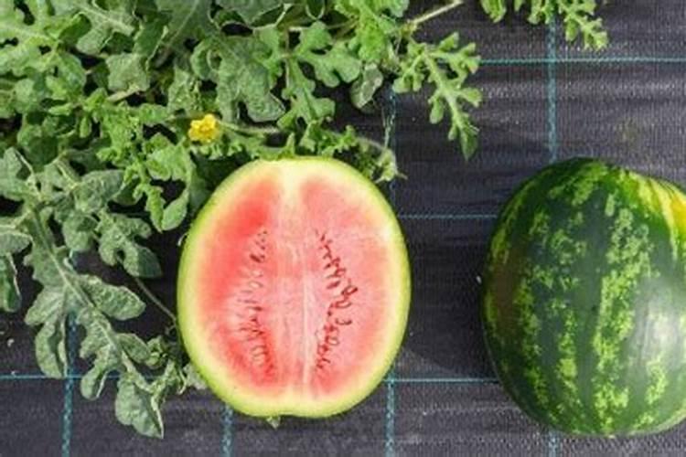 玉米叶面肥用尿素水可以吗