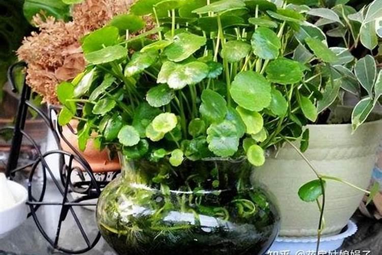 铜钱草可以用氮肥吗