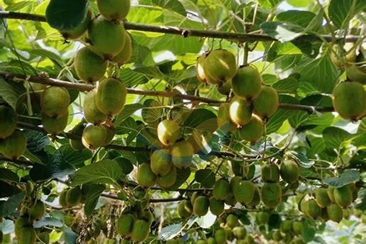 大棚黄瓜坐果期应该怎么施肥？