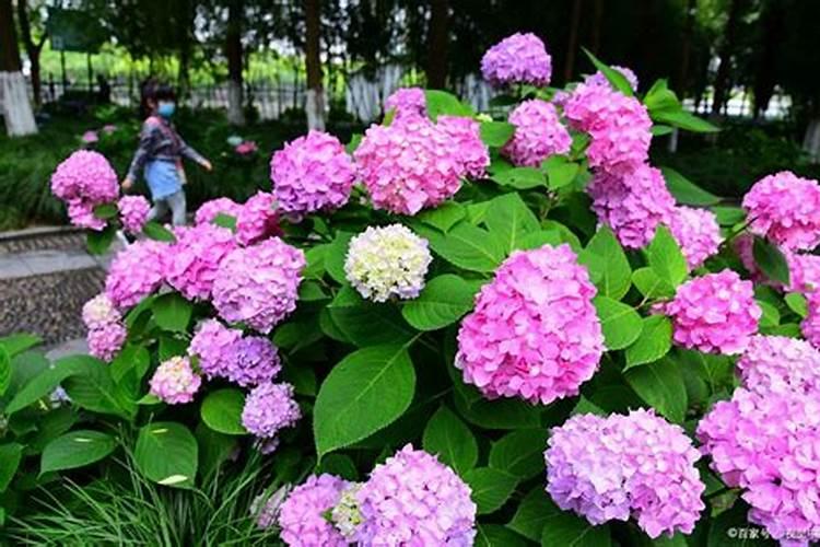 绣球花施肥时间和方法