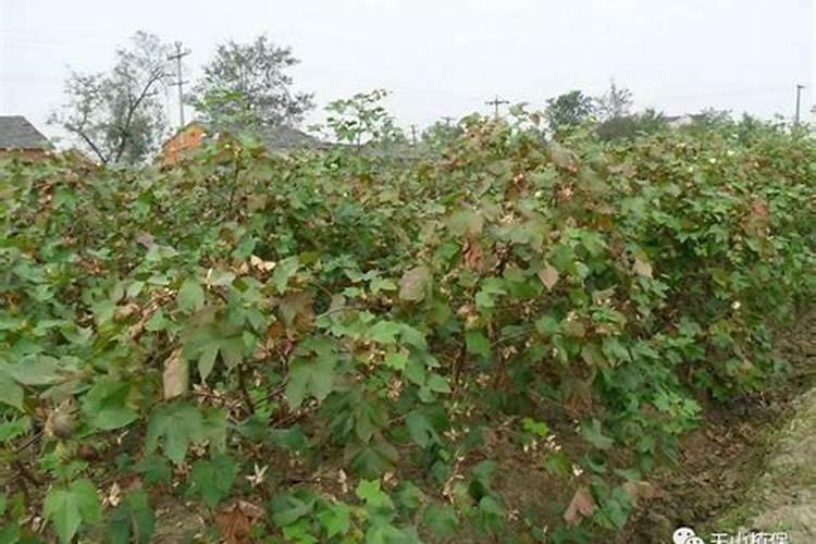 棉花什么时候喷施磷酸二氢钾好