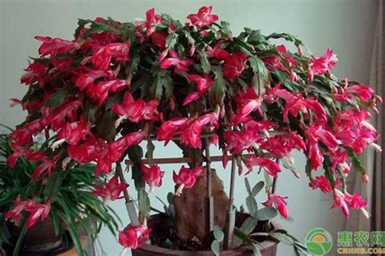 如何才能养好一盆蟹爪兰 尿素养蟹爪兰的方法