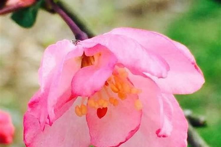 垂丝海棠花的养殖方法和注意事项盆栽