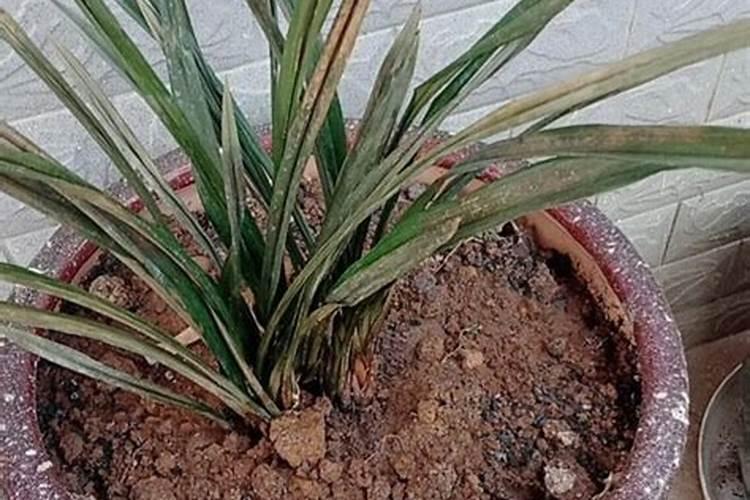 芹菜到中午就蔫了打芸苔素可以吗