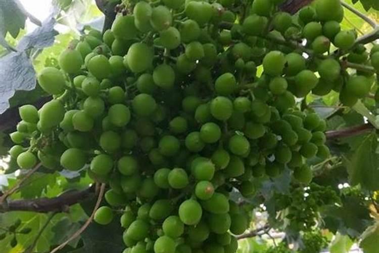 葡萄膨果期用什么肥料好？
