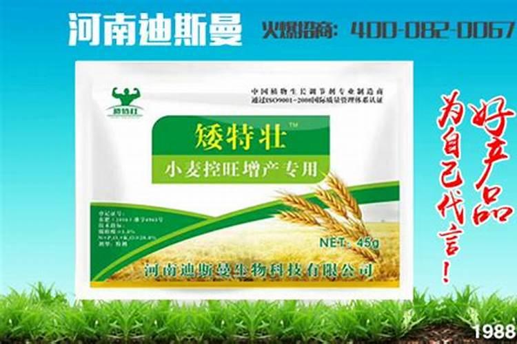 小麦控旺的最佳时期 小麦控旺药打多了怎么办