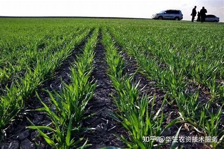 苗床控旺用什么农药