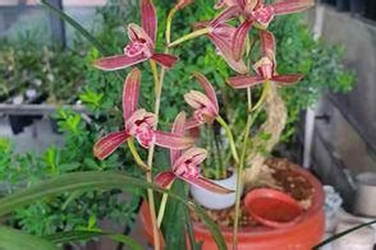 在番茄果实膨大期,应该怎样进行肥水的管理？