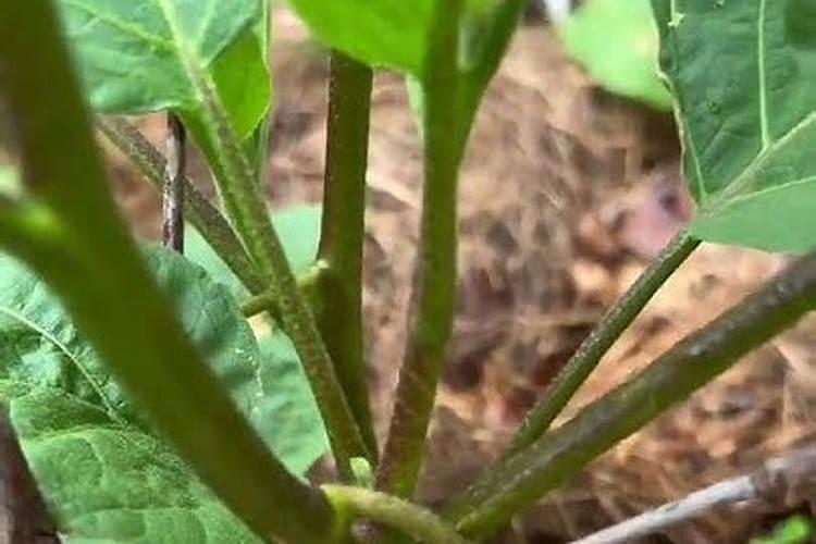 蔬菜施用磷肥过剩的表现是什么？