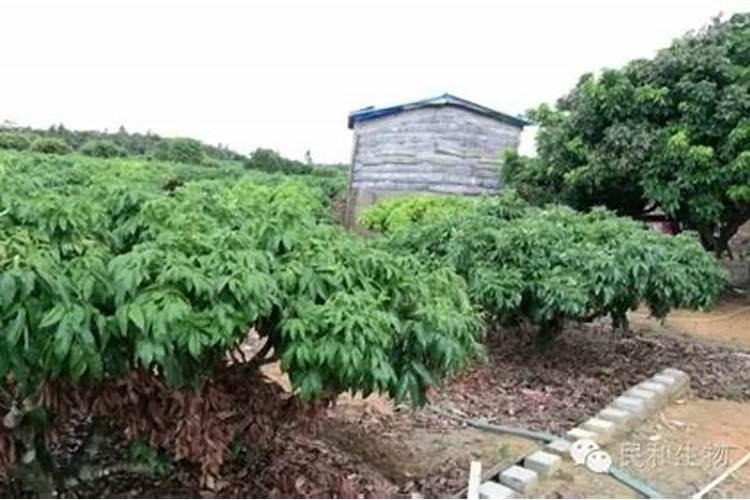 荔枝的控梢怎么做 荔枝养殖应该注意什么