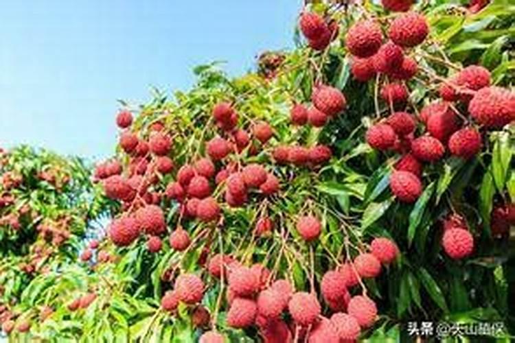 荔枝用什么药可以膨大