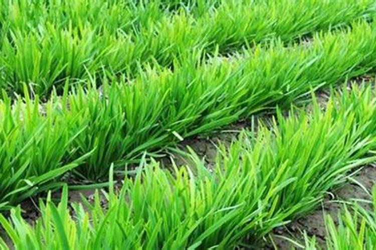 韮菜种植需要多少肥料