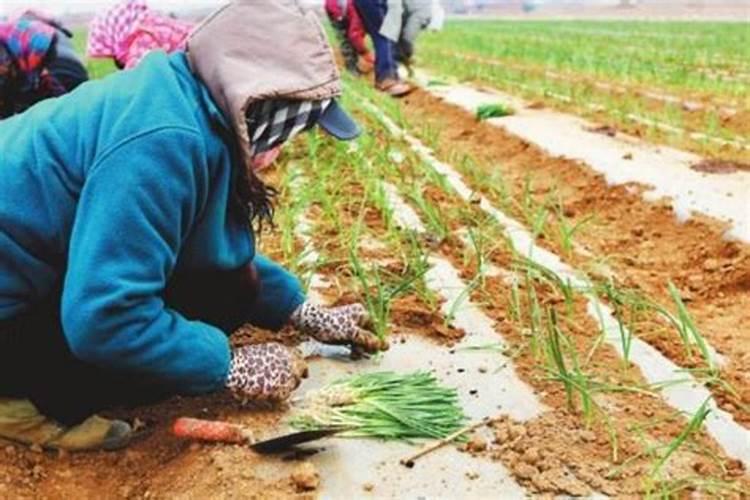 洋葱用什么肥料能使洋葱生长快