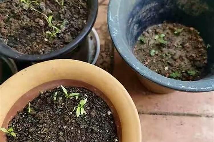 锯木粉能否用来作种菜肥料