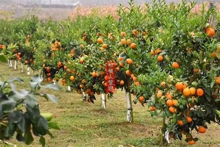 沃柑种植头一年胣什么肥料一个月胣几次肥？
