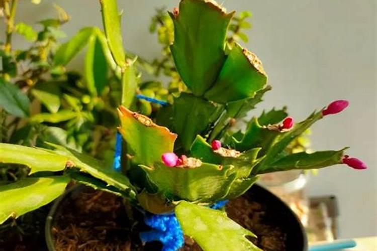 怎样使蟹爪兰叶子变厚