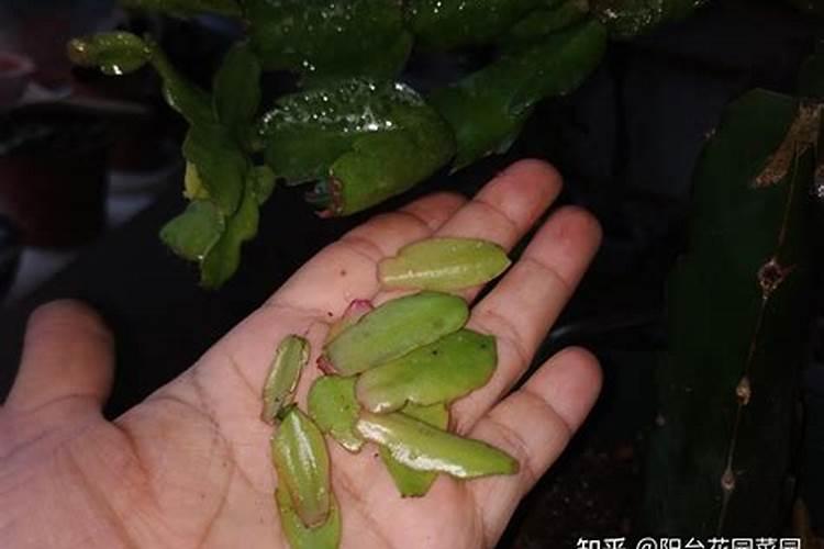 怎样使蟹爪兰叶子变厚