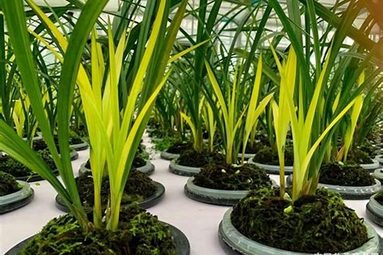 兰花如何养护后期长得健壮