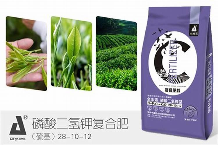 茶叶用什么肥料好？茶叶生态种植技术方案