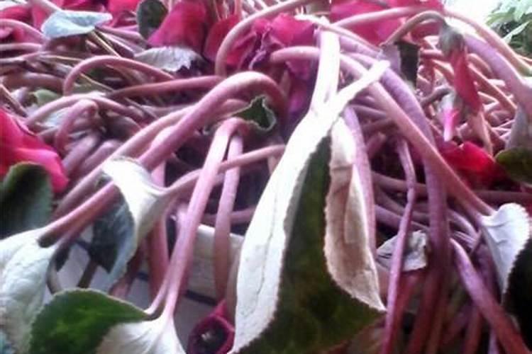 仙客来水浇多了怎么办