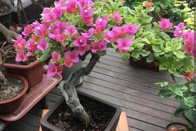 亚麻籽怎么和芝麻一样