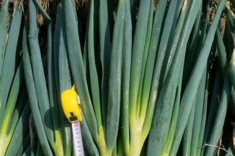 毛葱的种植时间和方法 毛葱怎么种植