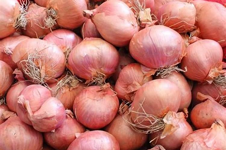 种毛葱的正确方法 怎么种植毛葱