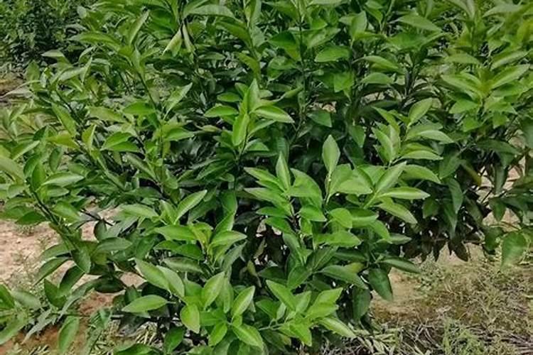 水稻每亩用肥量是多少