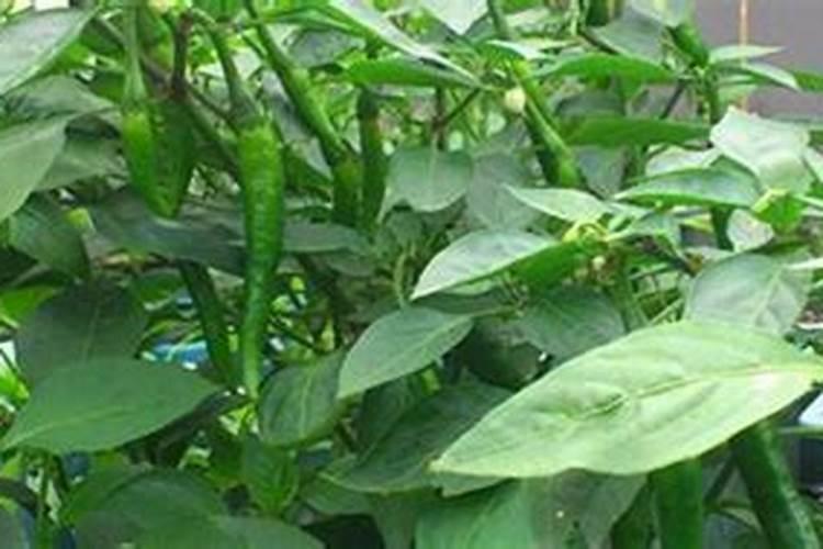 玉米追肥需要几次分别在什么时候,追哪些肥料分别是多少？谢谢!