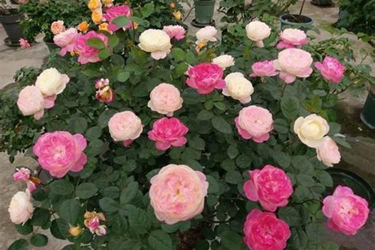 花木养护过程中的救治方法