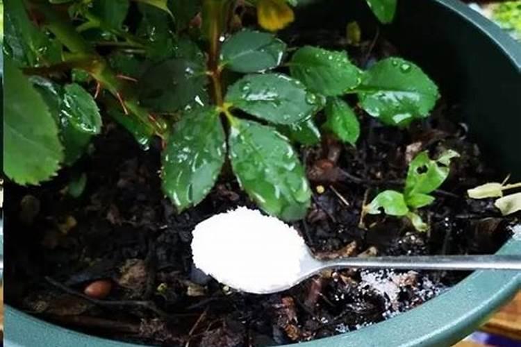 常见进口水溶肥品牌有哪些