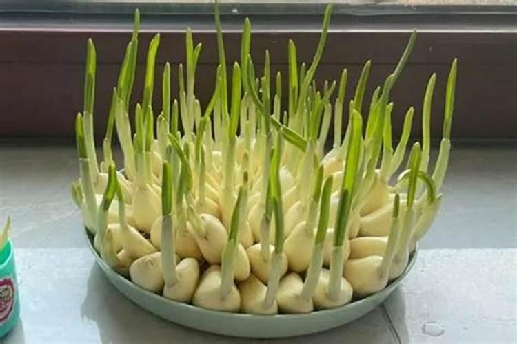 水稻粒肥用什么肥好