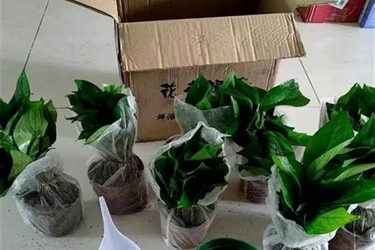 绿萝喷叶面肥好吗