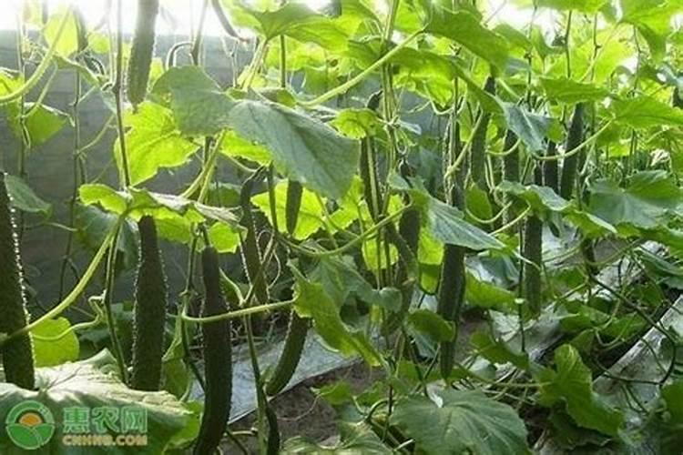 黄瓜结果期用什么复合肥？黄瓜打什么叶面肥长的快？