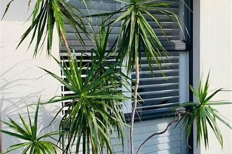 莘县叶面肥:花生应该什么时候喷施叶面肥？喷施什么叶面肥？